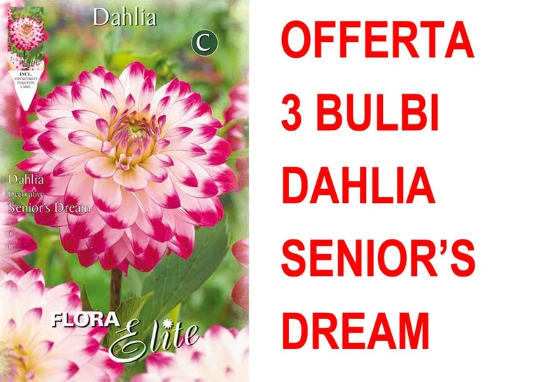 OFFERTA 3 BULBI BULBI DAHLIA DECORATIVE SENIOR'S DREAM