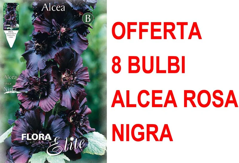 OFFERTA 8 BULBI ALCEA ROSEA NIGRA