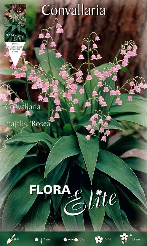 MUGHETTO ROSA CONVALLARIA MAJALIS ROSEA (CONFEZIONE DA 3 BULBI)