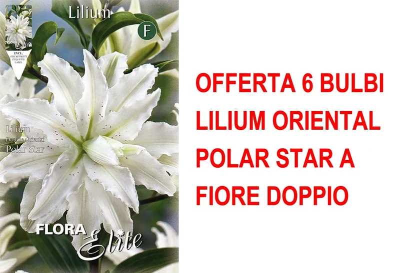 OFFERTA 6 BULBI LILIUM ORIENTAL POLAR STAR A FIORE DOPPIO