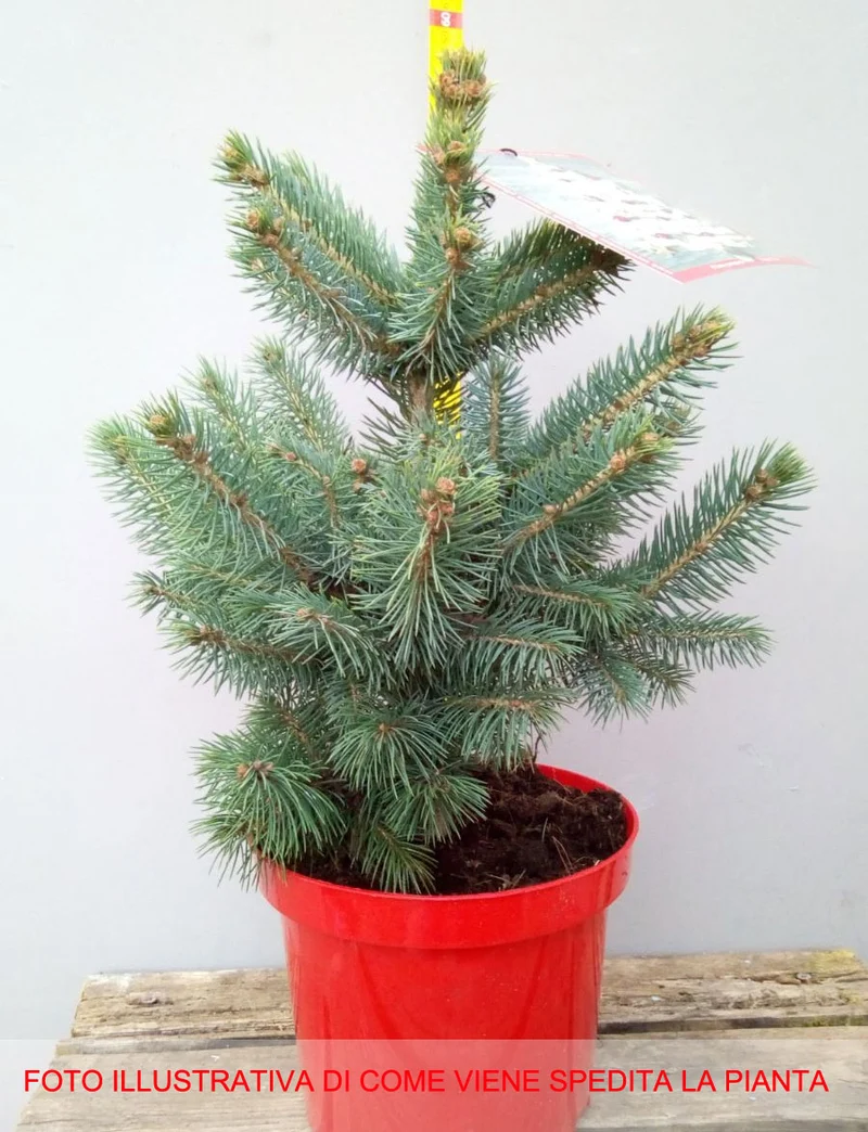 PICEA PINO ARGENTATO IN VASO 23CM CONIFERA NANA