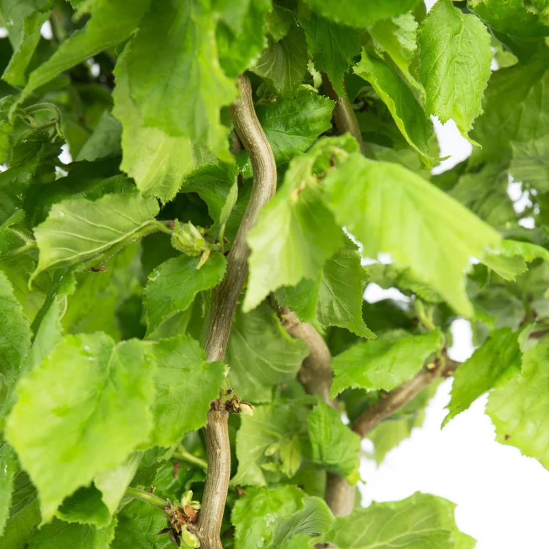 CORYLUS AVELLANA CONTORTA SCOOTER IN VASO 17CM