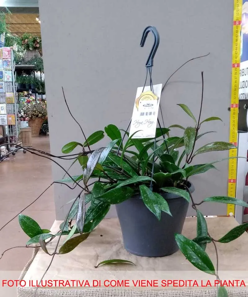 HOYA PUBLICALIX FIORE DI CERA VASO 19CM