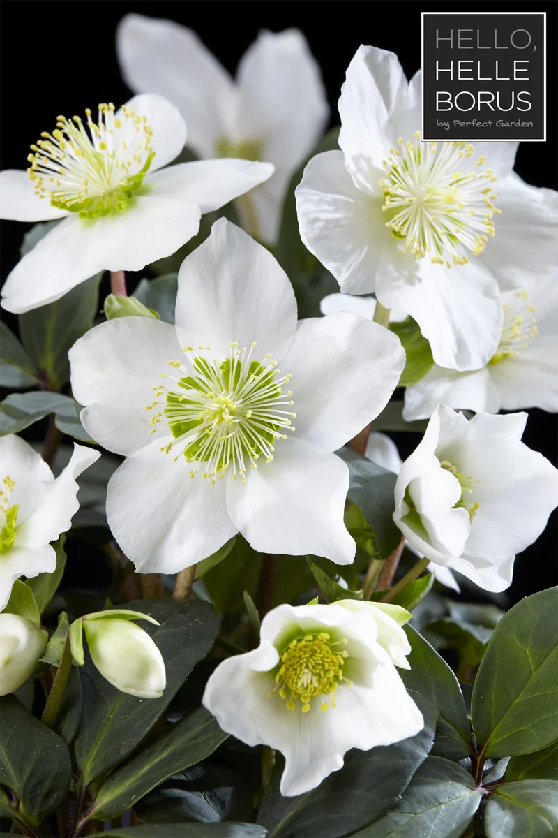 HELLEBORUS CHRISTMAS CAROL ROSA DI NATALE VASO 12CM