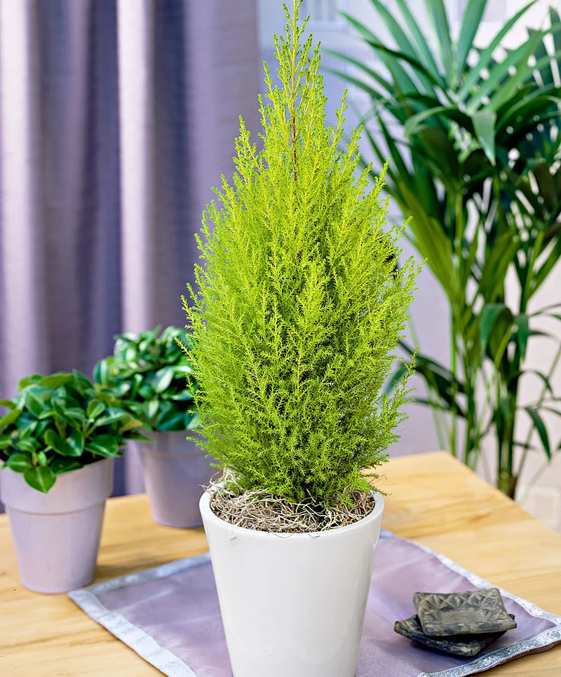 CUPRESSUS GOLDEN CREST CIPRESSO WILMA VASO 17CM