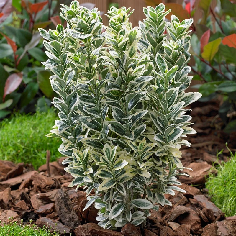 EUONYMUS WHITE SPIRE VASO 17CM