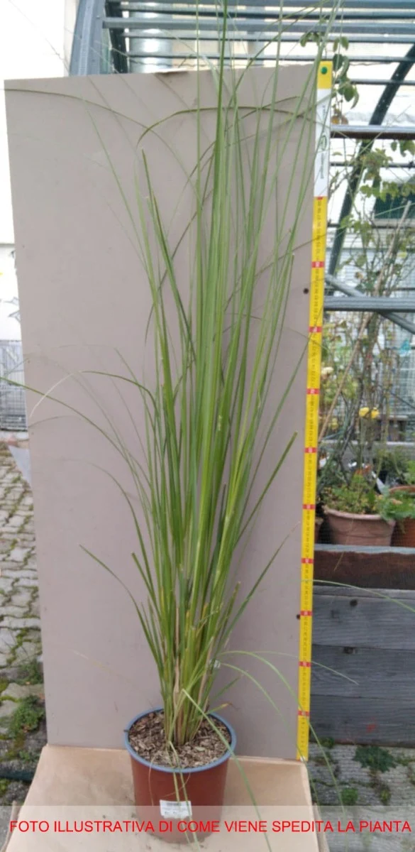 CORTADERIA SELLOANA ROSEA IN VASO 18CM