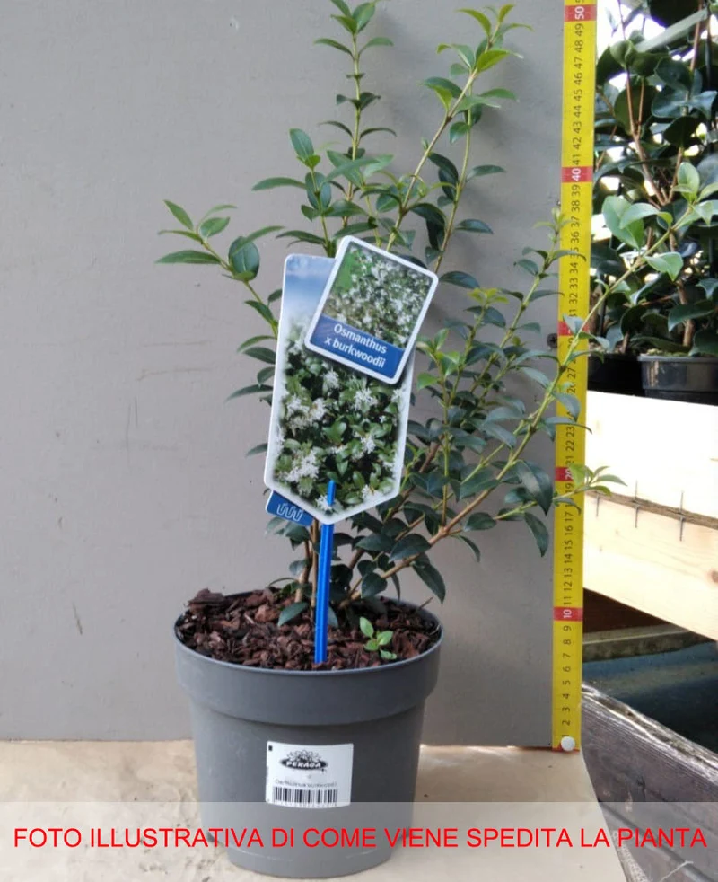 OSMANTHUS OSMAREA BURKWOODII VASO 17CM