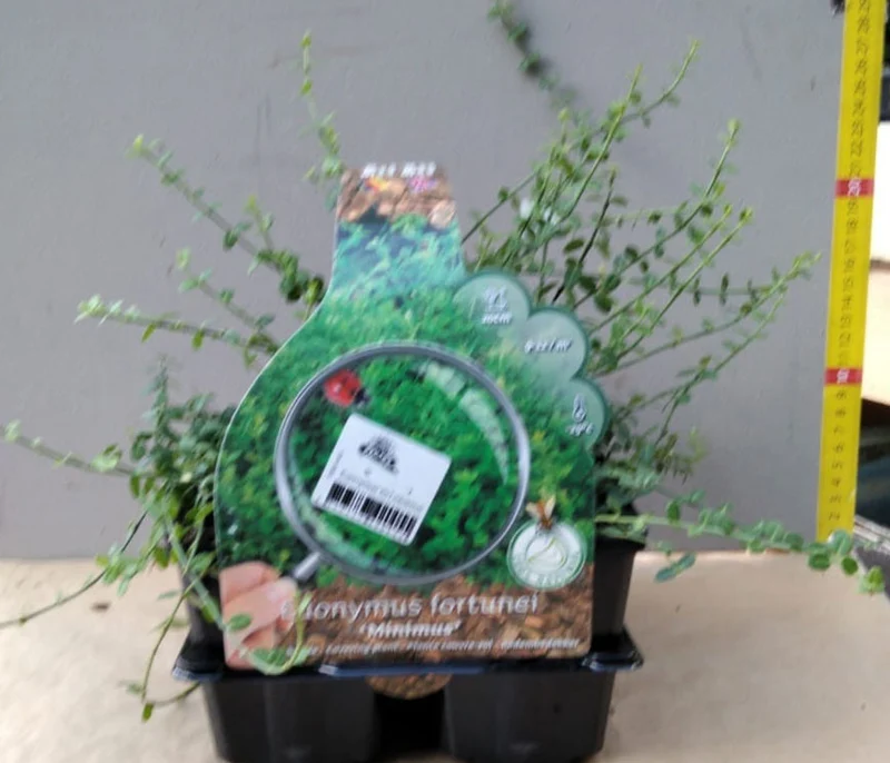 BOX 4 PIANTE EUONYMUS VASO 9CM