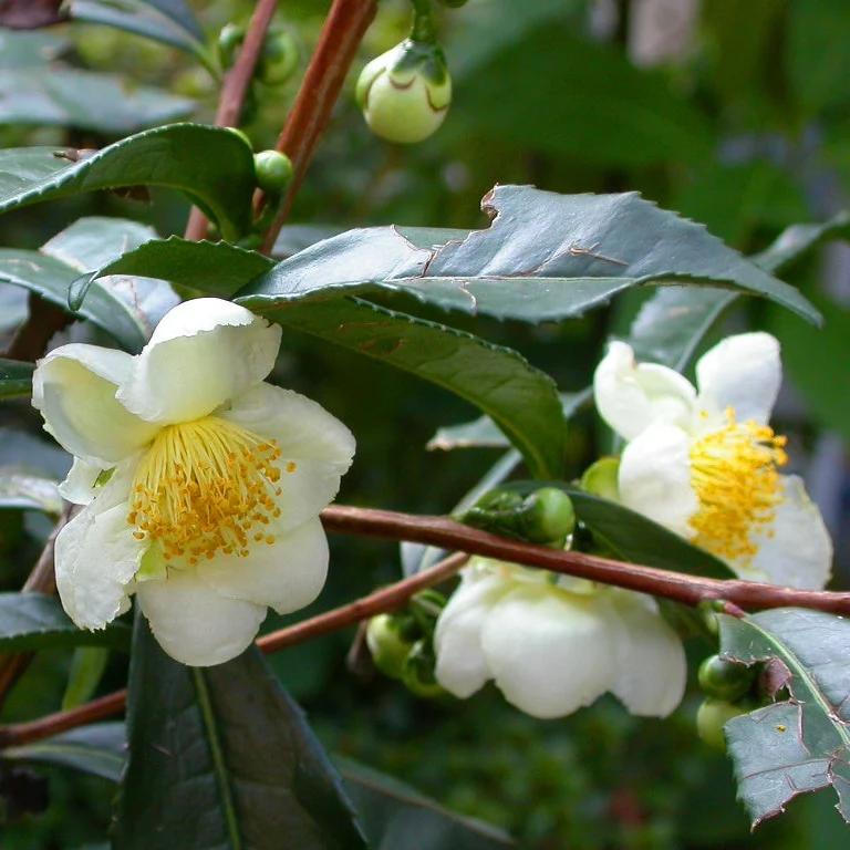 CAMELIA SINENSIS LA PIANTA DEL TE' VASO 17CM