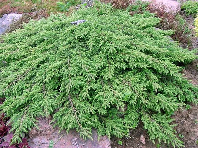 JUNIPERUS COMMUNIS GREEN CARPET VASO 19CM