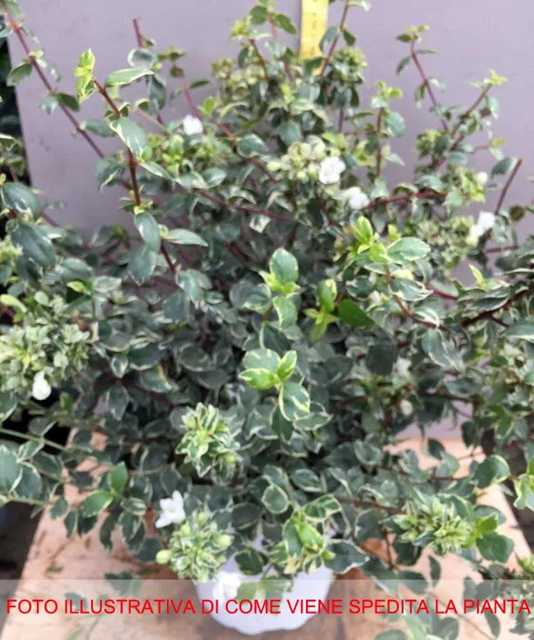 ABELIA GRANDIFLORA SPARKLING SILVER VASO 17CM