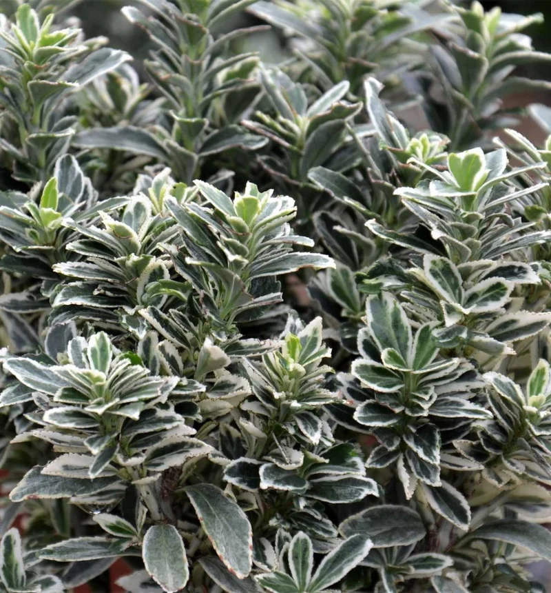 EUONYMUS JAPONICUS PULCHELLUS ARGENTEA VASO 17CM