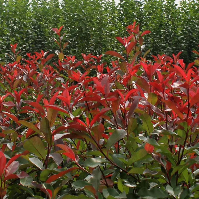 PHOTINIA RED ROBIN DA SIEPE IN VASO 17CM