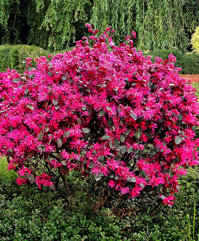 LOROPETALUM CHINENSE BLACK PEARL VASO 24CM