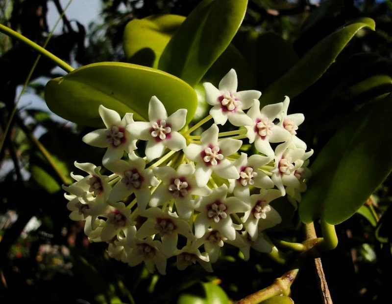 HOYA AUSTRALIS FIORE DI CERA VASO 14CM