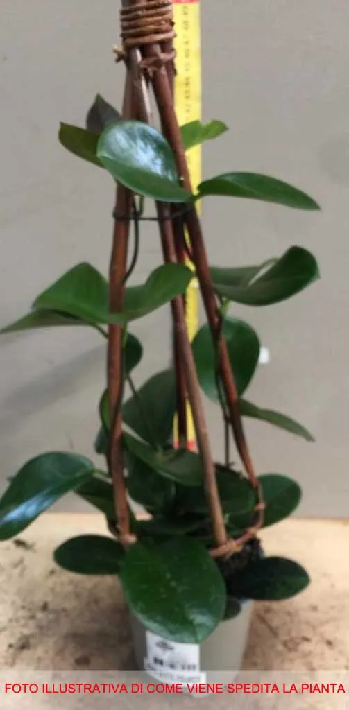 HOYA AUSTRALIS FIORE DI CERA VASO 14CM
