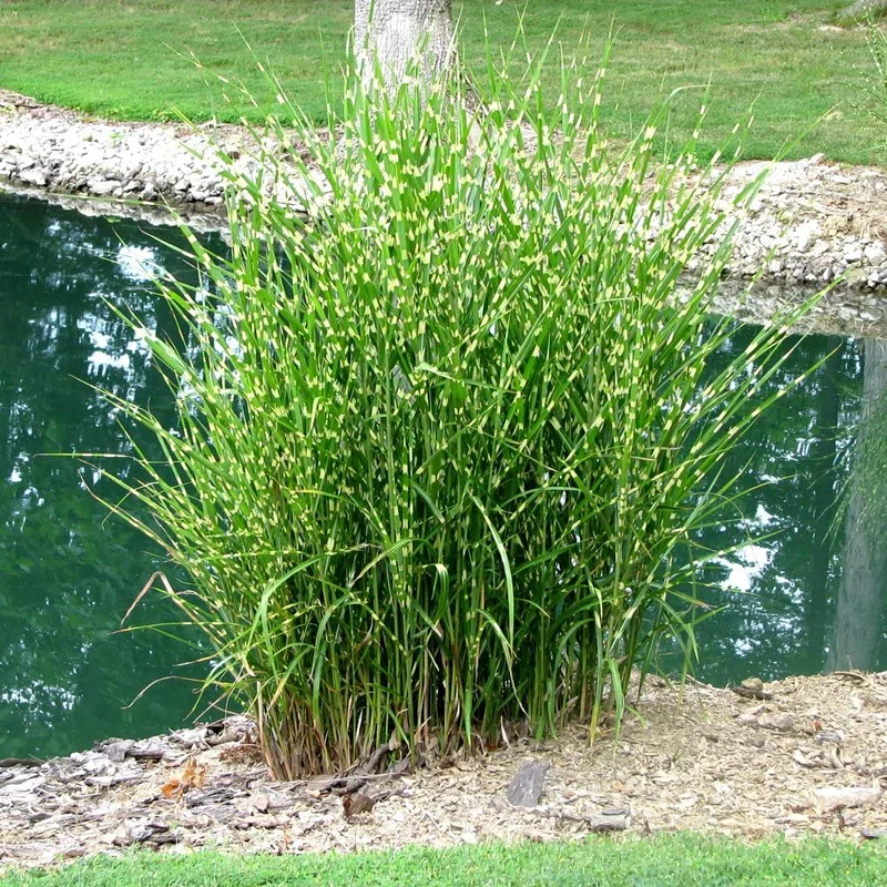 MISCANTHUS SINENSIS STRICTUS VASO 17CM