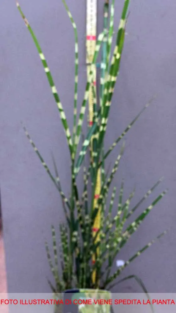 MISCANTHUS SINENSIS STRICTUS VASO 17CM
