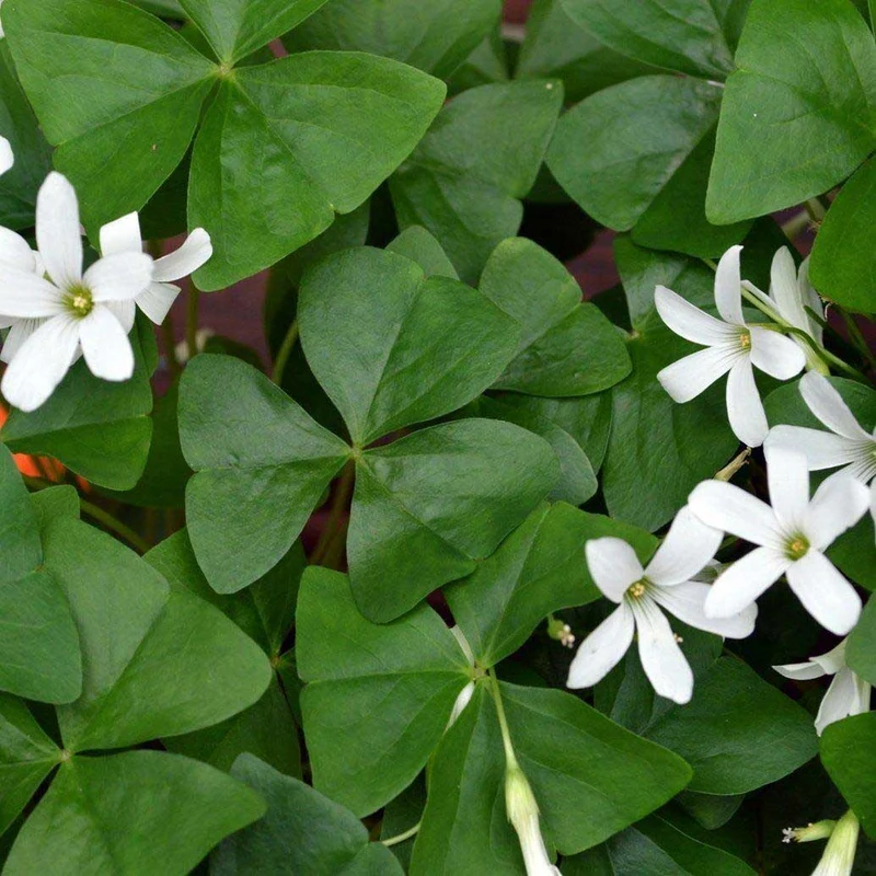 OXALIS REGNELLII IN VASO 10CM