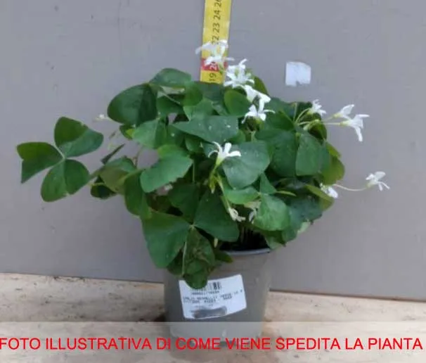 OXALIS REGNELLII IN VASO 10CM