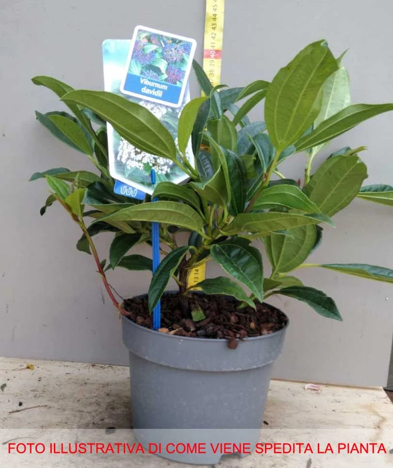 VIBURNO DAVIDII VASO 17CM