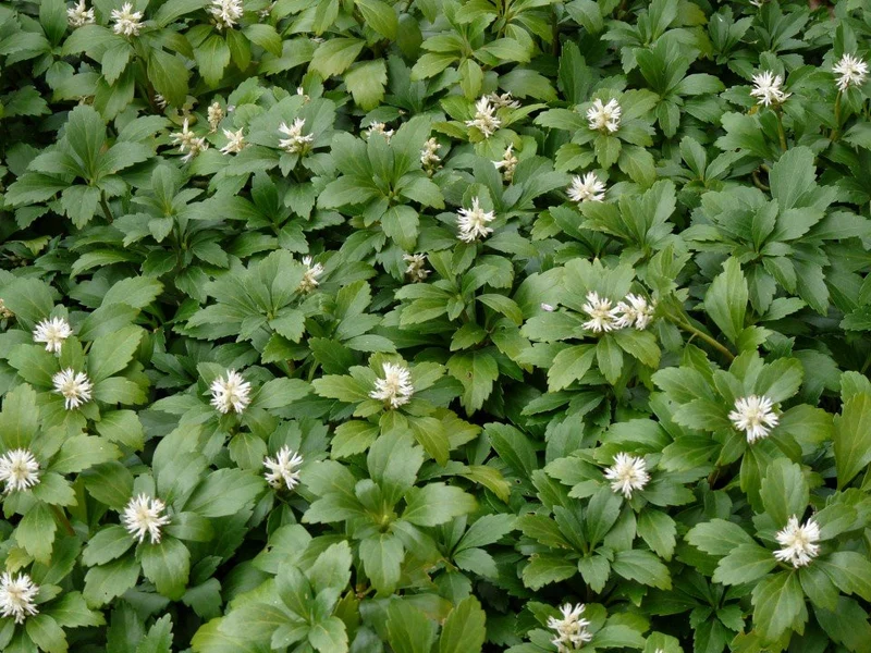 BOX 4 PIANTE PACHISANDRA GREEN CARPET