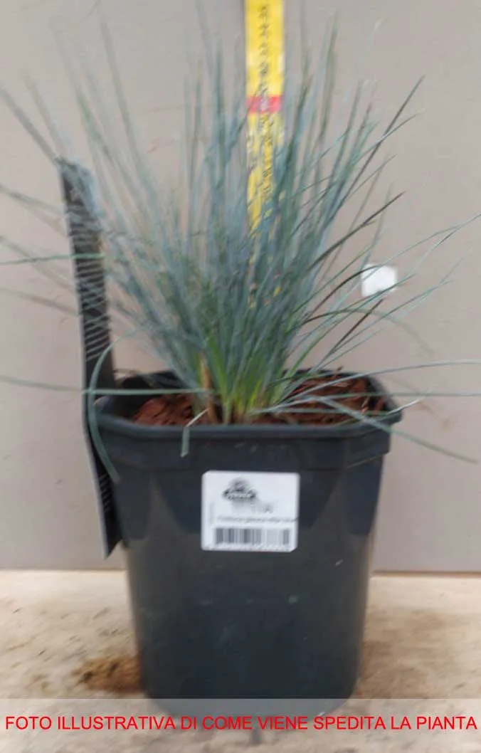 FESTUCA ELIJAHBLUE IN VASO 15CM