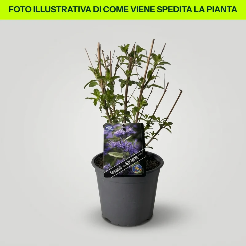 CARYOPTERIS CLAN EMPIRE BLU VASO 18CM