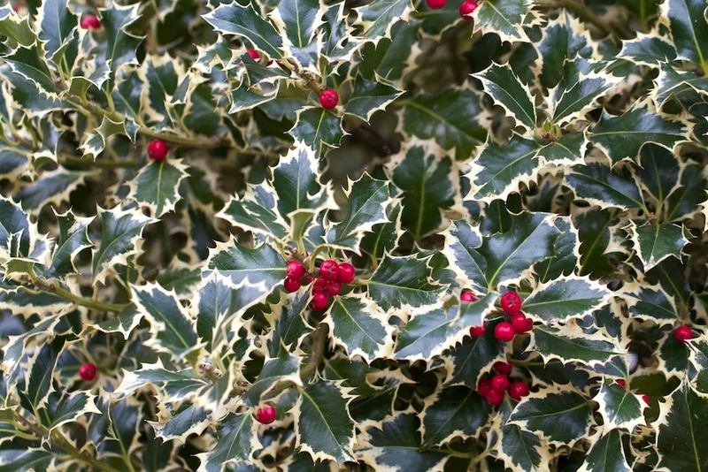 ILEX AGRIFOGLIO AQUIFOLIUM ARGENTEA MARGINATA VASO 18CM