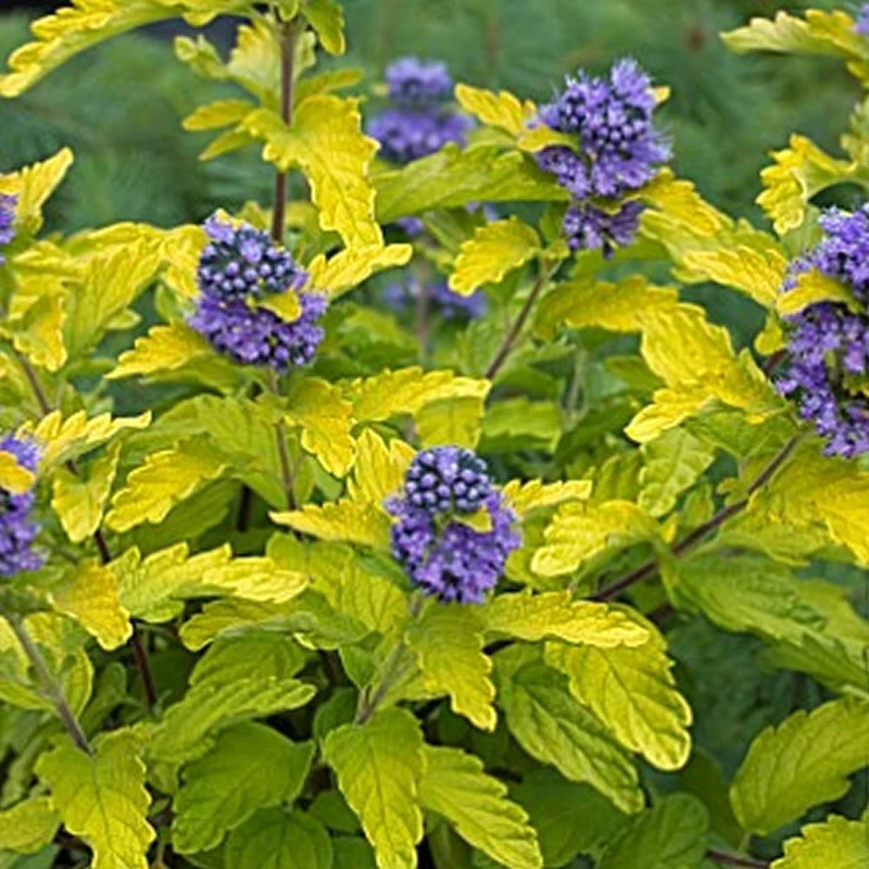 CARYOPTERIS CLAN HINT OF GOLD VASO 18CM