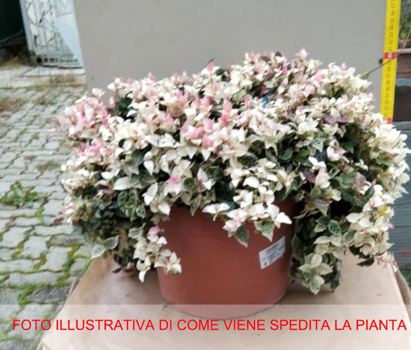 TRACHELOSPERMUM JASMIN GELSOMINO TRICOLOR VASO 24CM