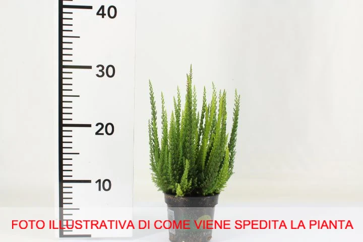 CALLUNA ERICA SKYLINE VASO 11CM