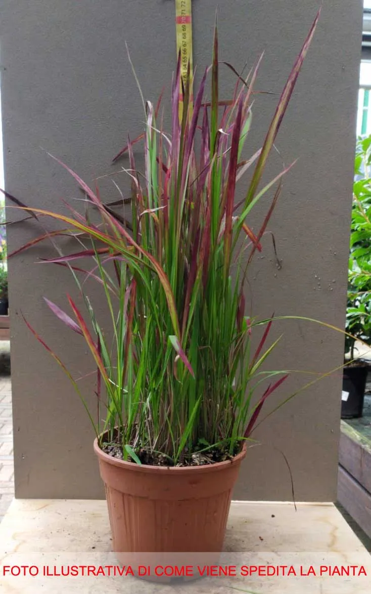 IMPERATA VASO 13CM