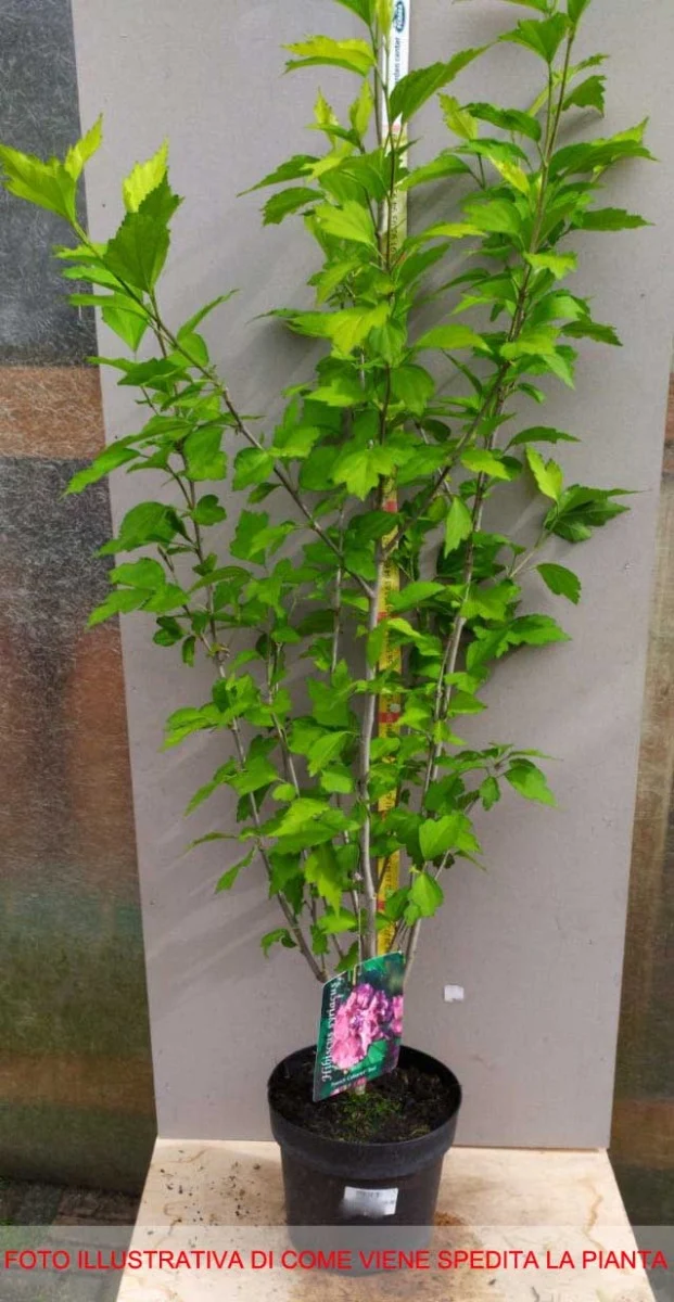 IBISCO SYRIACUS FRENCH CABARET ROSSO IN VASO 19CM