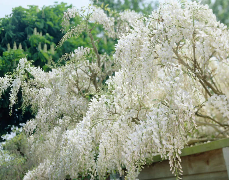GLICINE WISTERIA FLORIBUNDA ALBA IN VASO 16CM