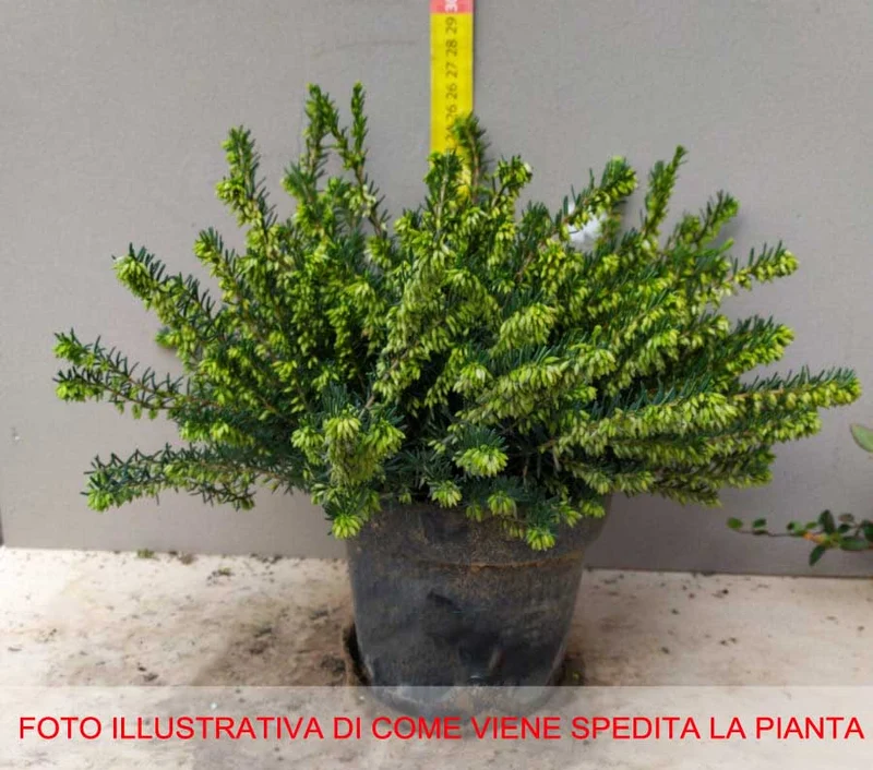 3 PIANTE ERICA DARLEYENSIS BIANCA VASO 13CM