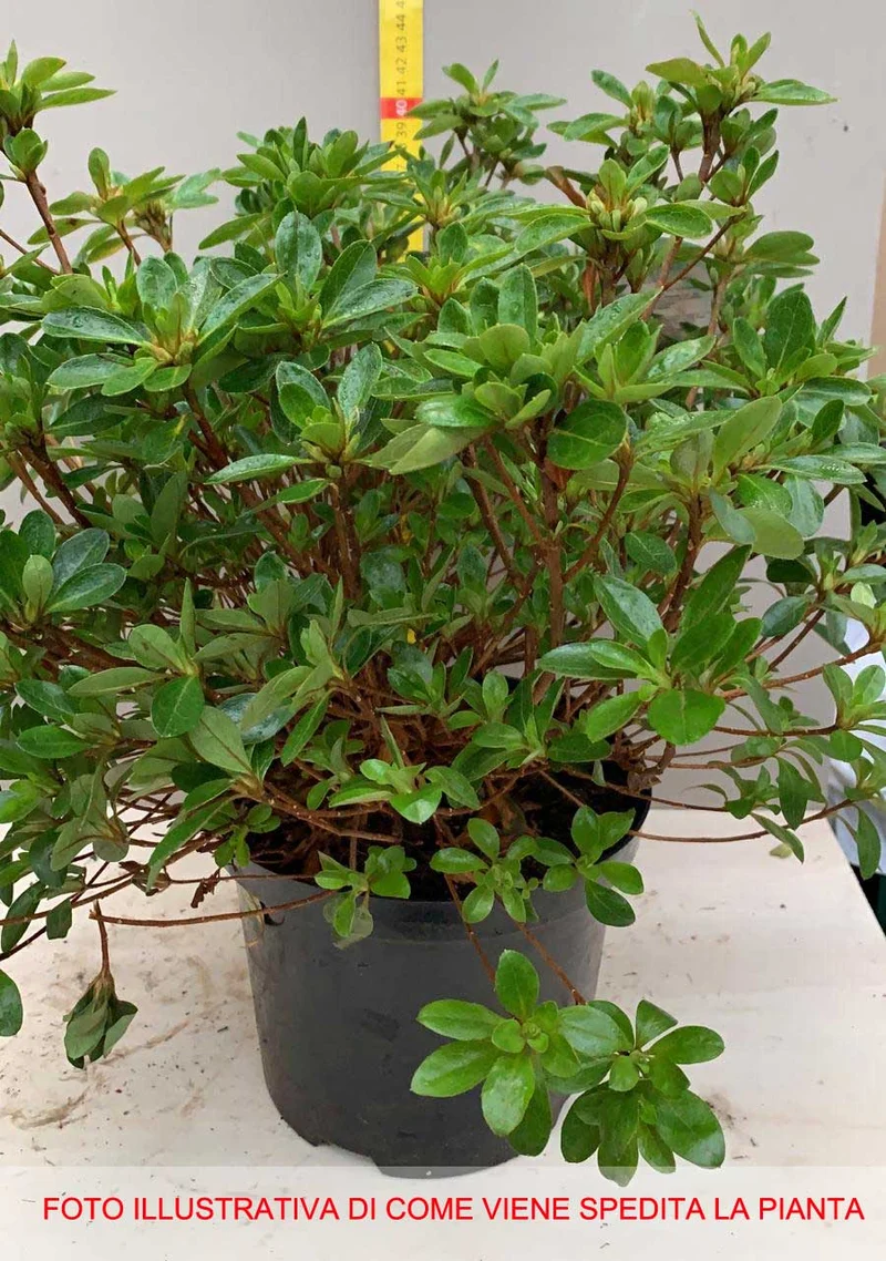 AZALEA JAPONICA RUSTICA AMOENA VASO 18CM