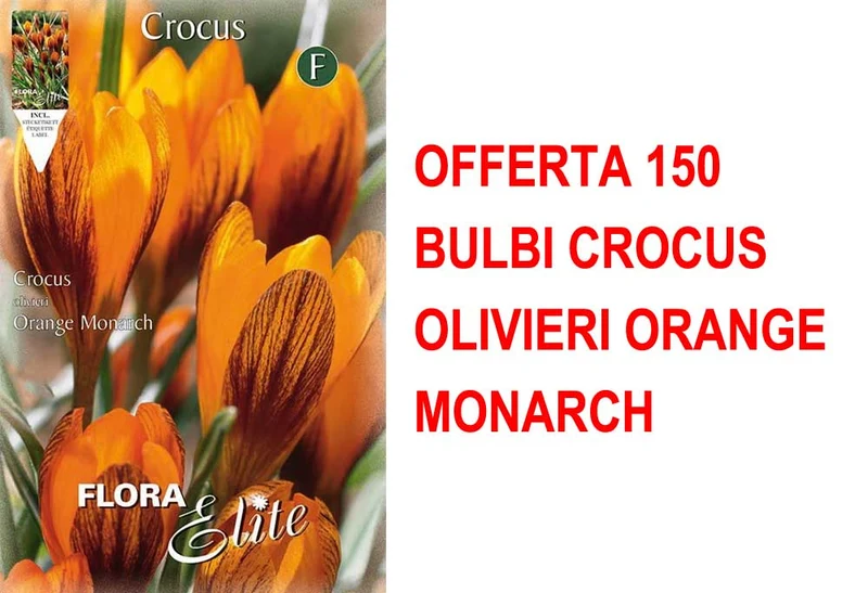 OFFERTA 150 BULBI CROCUS OLIVIERI ORANGE MONARCH
