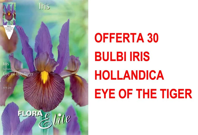 OFFERTA 30 BULBI IRIS HOLLANDICA EYE OF THE TIGER