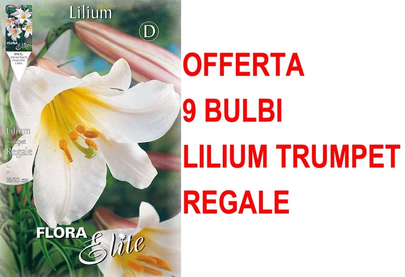 OFFERTA 9 BULBI LILIUM TRUMPET REGALE