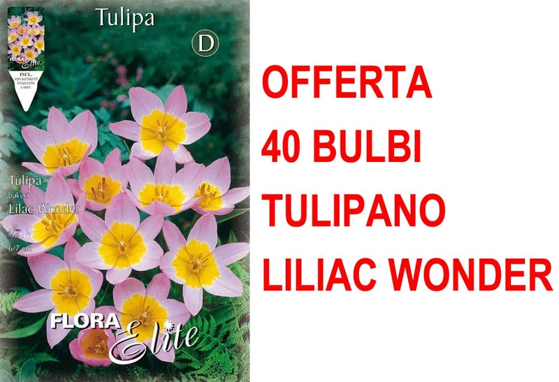OFFERTA 40 BULBI TULIPANI LILIAC WONDER
