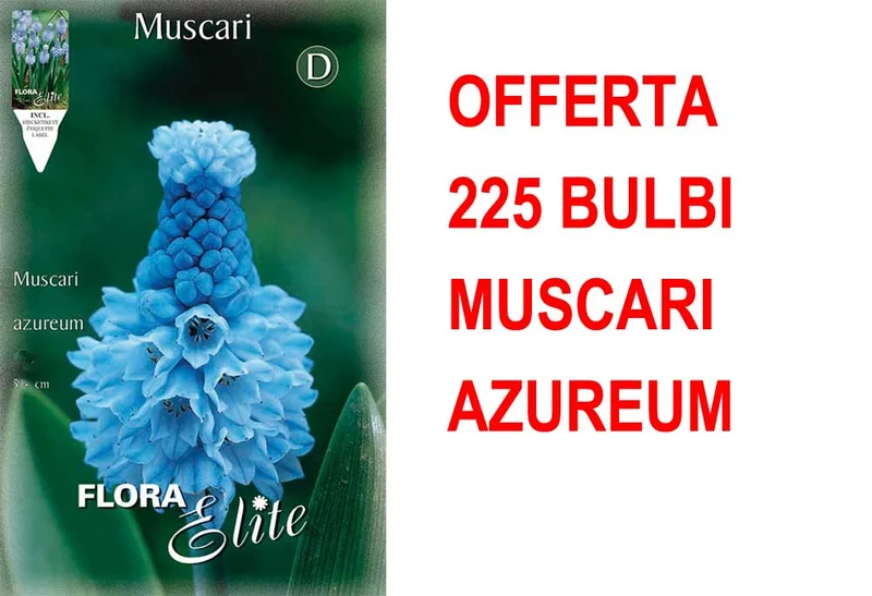 OFFERTA 225 BULBI MUSCARI AZUREUM