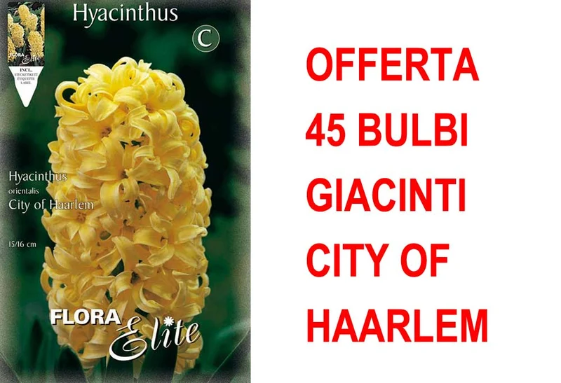 OFFERTA 45 BULBI GIACINTO CITY OF HAARLEM