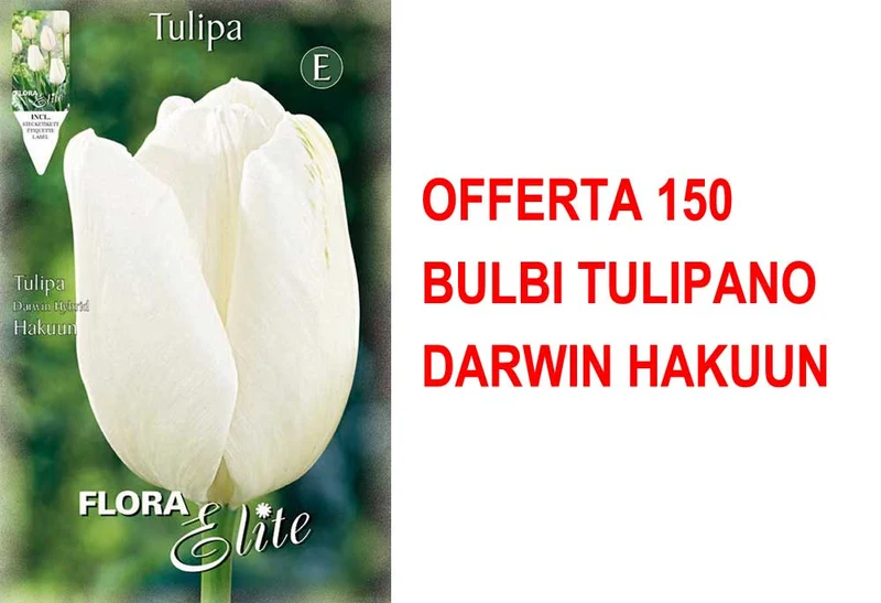 OFFERTA 150 BULBI TULIPANO DARWIN HAKUUN
