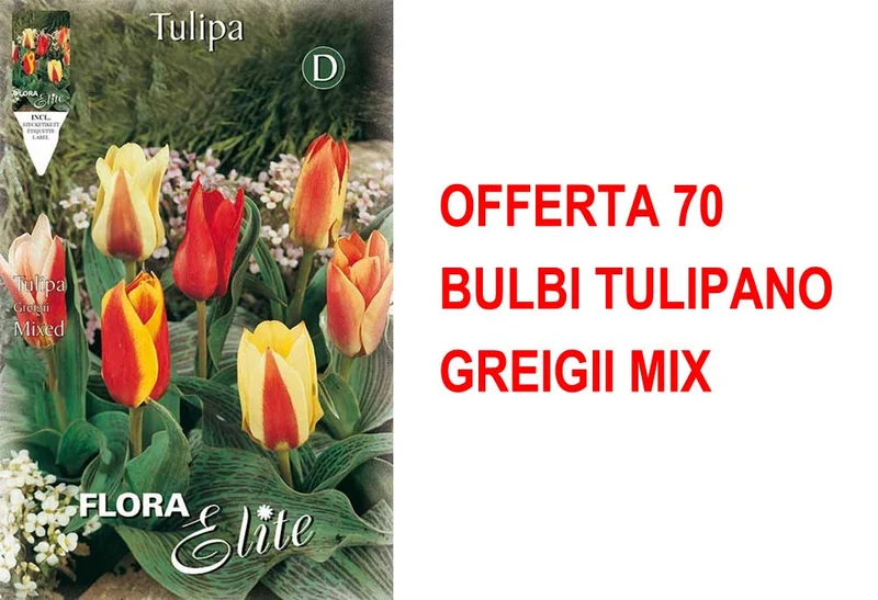 OFFERTA 70 BULBI TULIPANO GREIGII MIX