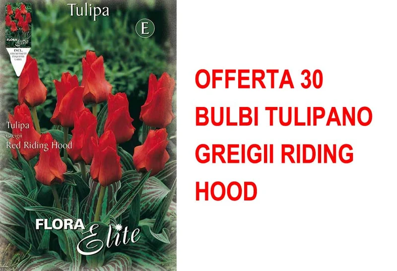 OFFERTA 30 BULBI TULIPANO GREIGII RIDING HOOD