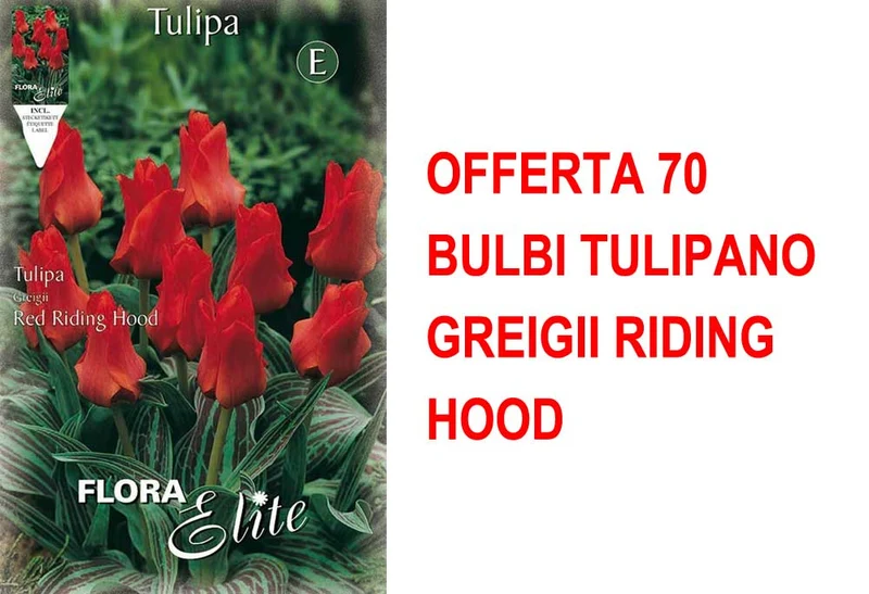 OFFERTA 70 BULBI TULIPANO GREIGII RIDING HOOD