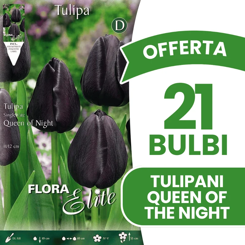 OFFERTA 21 BULBI TULIPANO QUEEN OF NIGHT