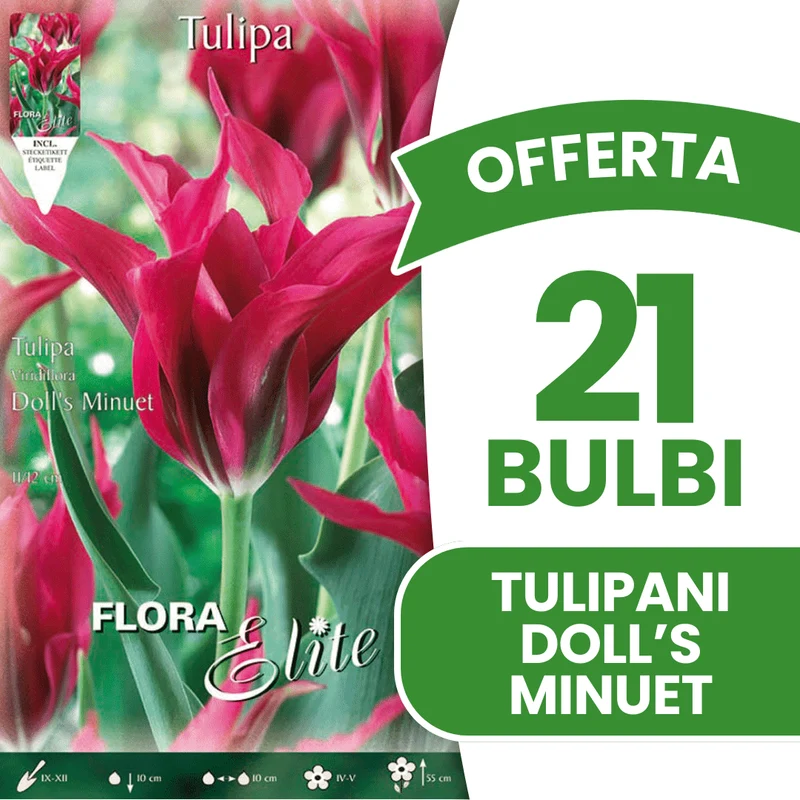 OFFERTA 21 BULBI TULIPANO VIRIDIFLORA DOLL'S MINUET